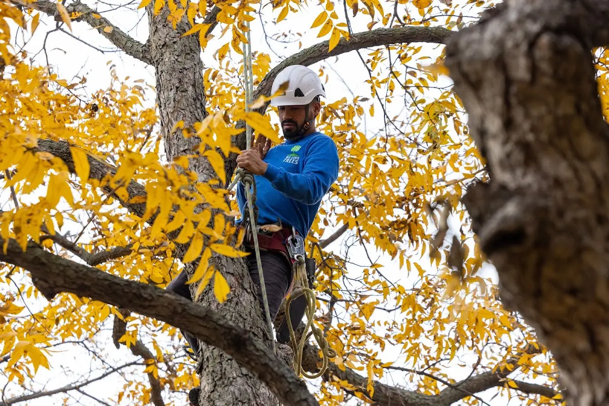 Skilled Tree Transplanting crew working in Cutler